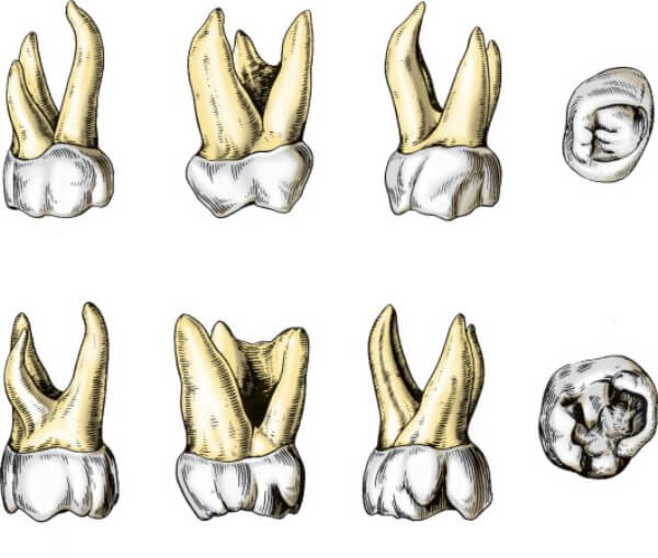 анатомические особенности больших коренных зубов